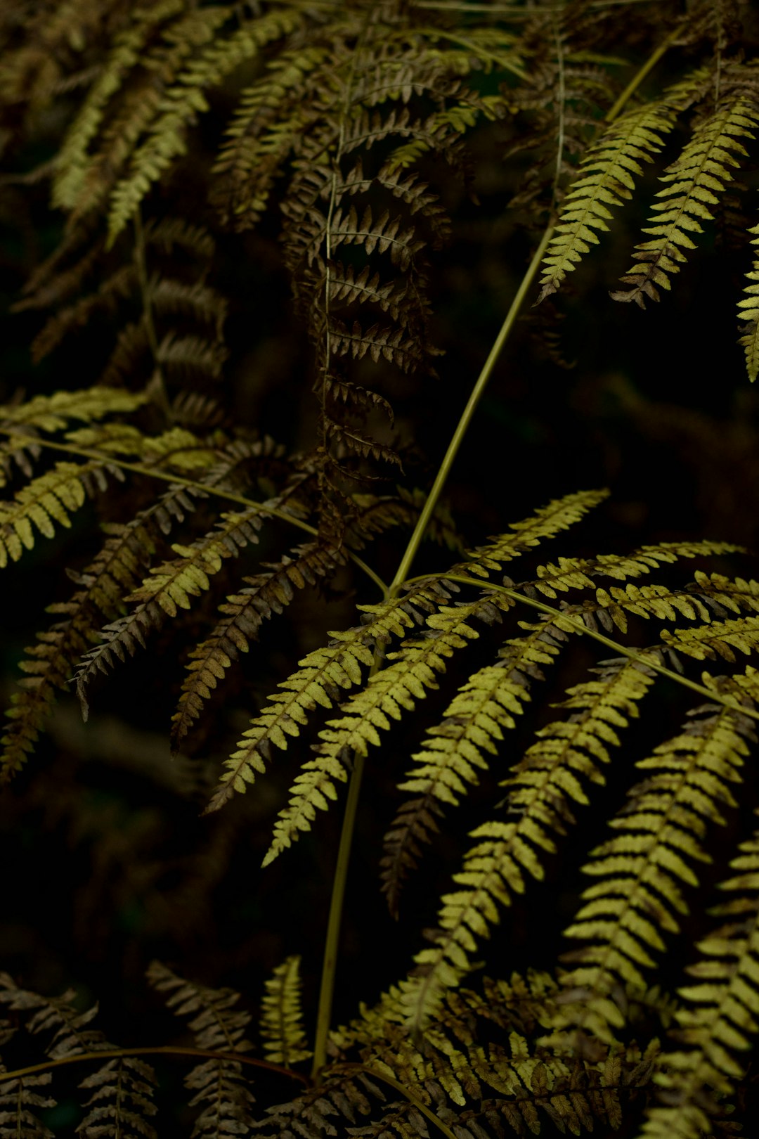 green fern plant in close up photography