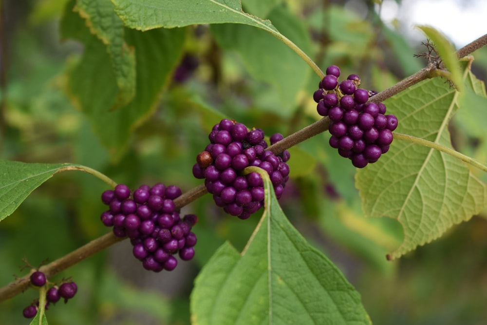 purple round fruit in close up photography