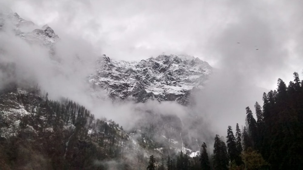 green trees and white clouds