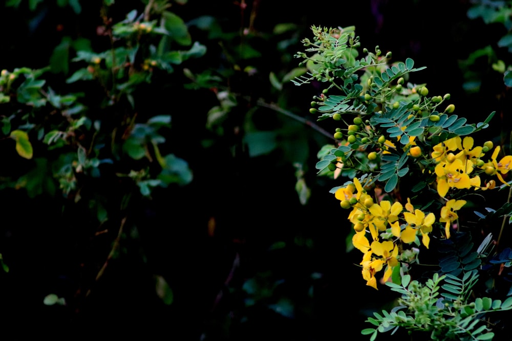 yellow flower with green leaves