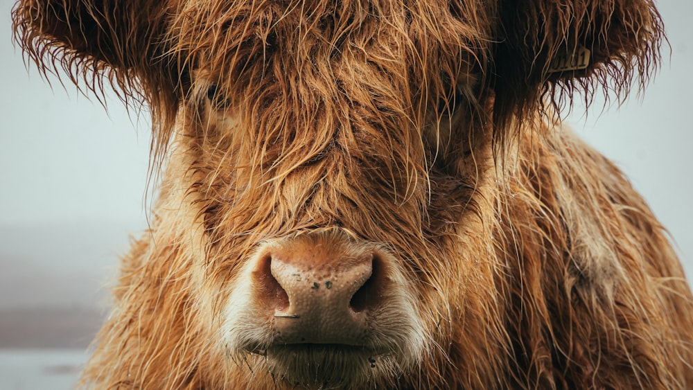 brown cows face in close up photography