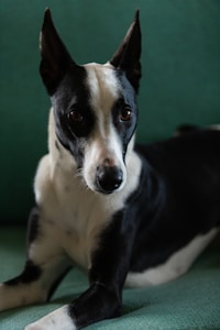 A black and white dog with upright ears is lying on a teal-colored surface, gazing directly at the viewer with an attentive expression. The lighting highlights the dog's smooth coat and the contrast between its black and white fur.