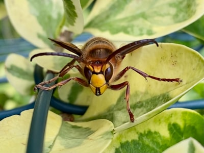 brown and black bee on green leaf during daytime invertebrate teams background
