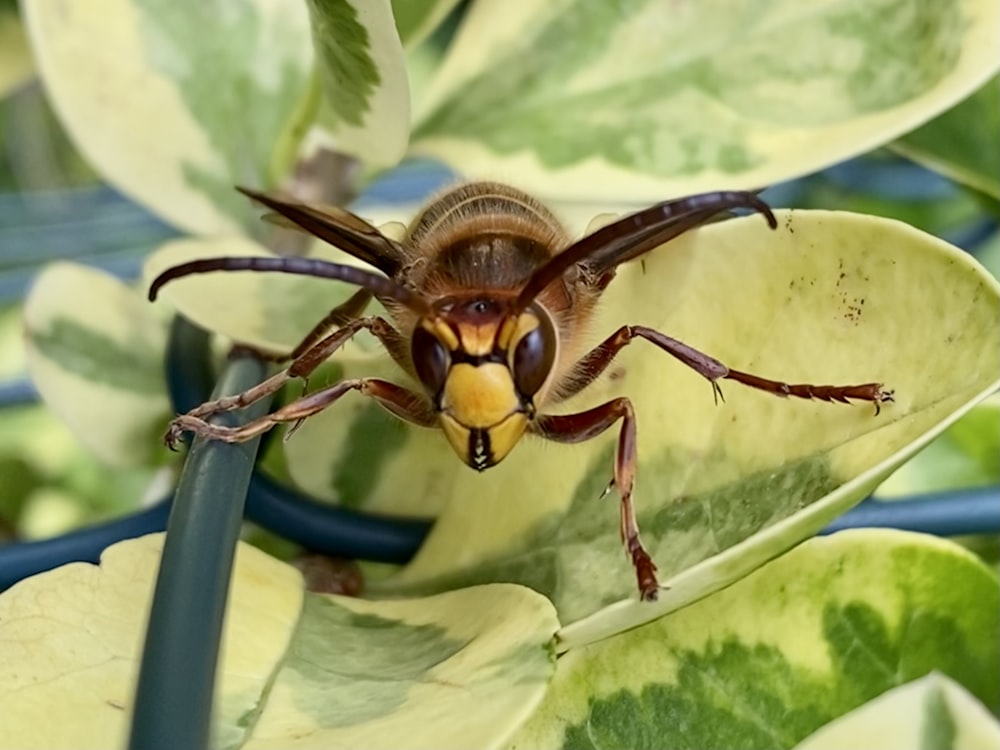 brown and black bee on green leaf during daytime