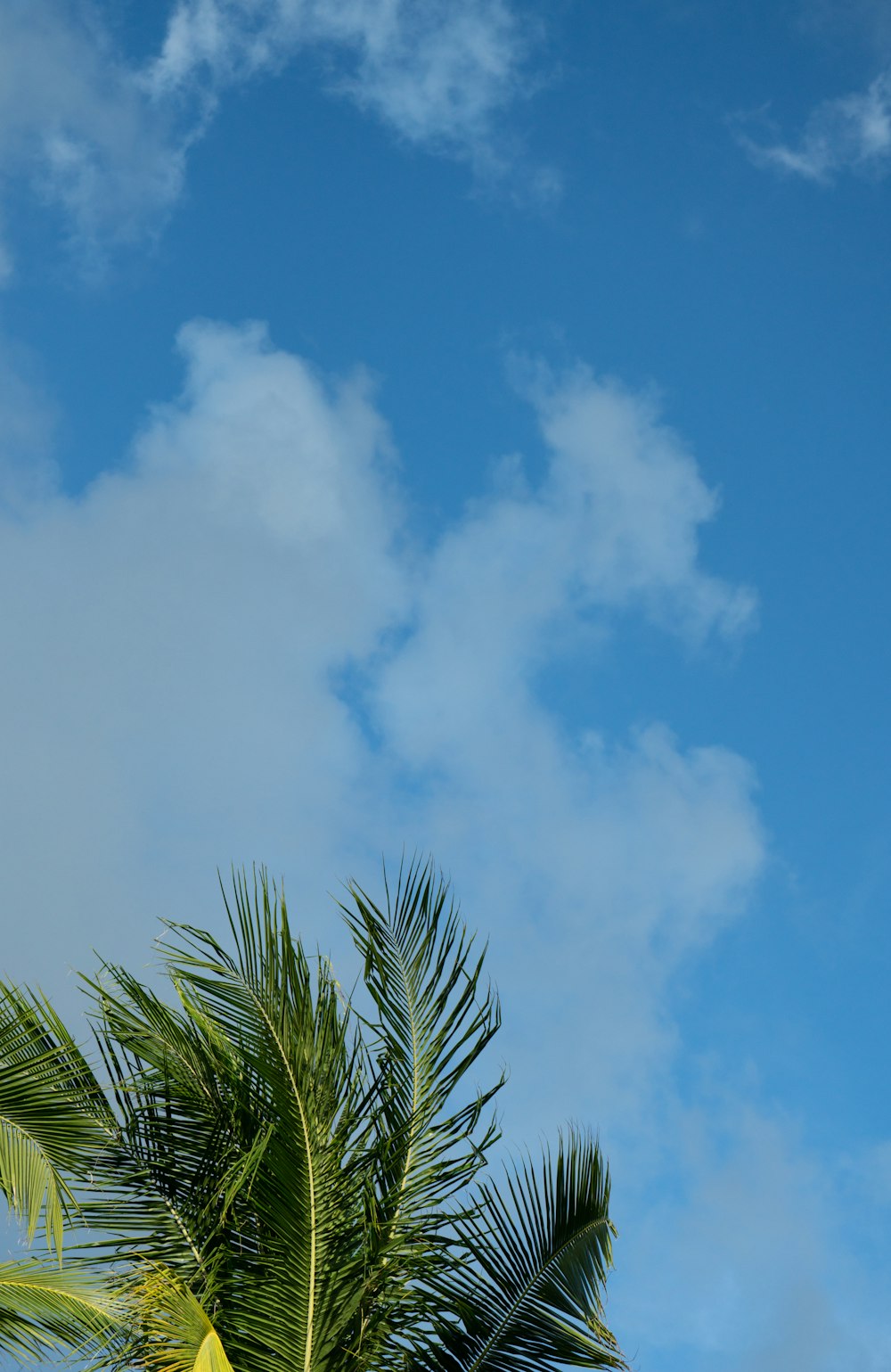 Grüne Palme unter blauem Himmel tagsüber