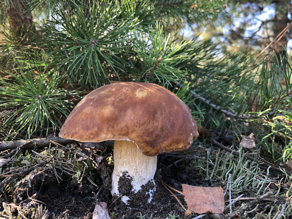 brown mushroom on green grass