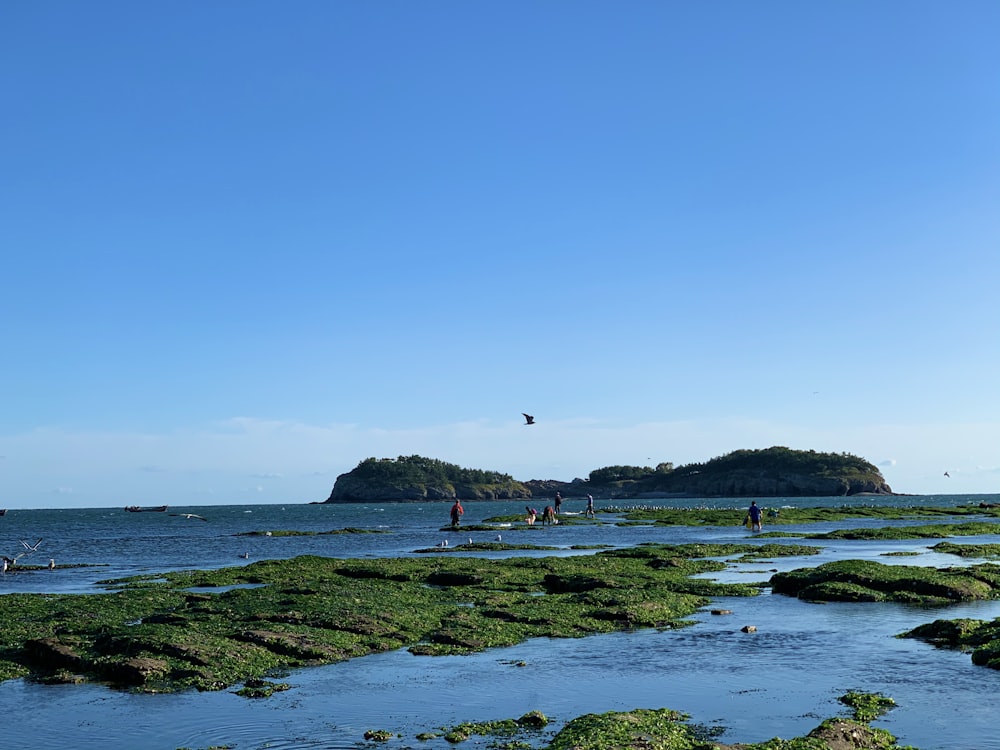 body of water near green grass field under blue sky during daytime