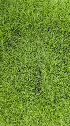 A lush, dense patch of green grass with thin blades that overlap and create a textured surface.