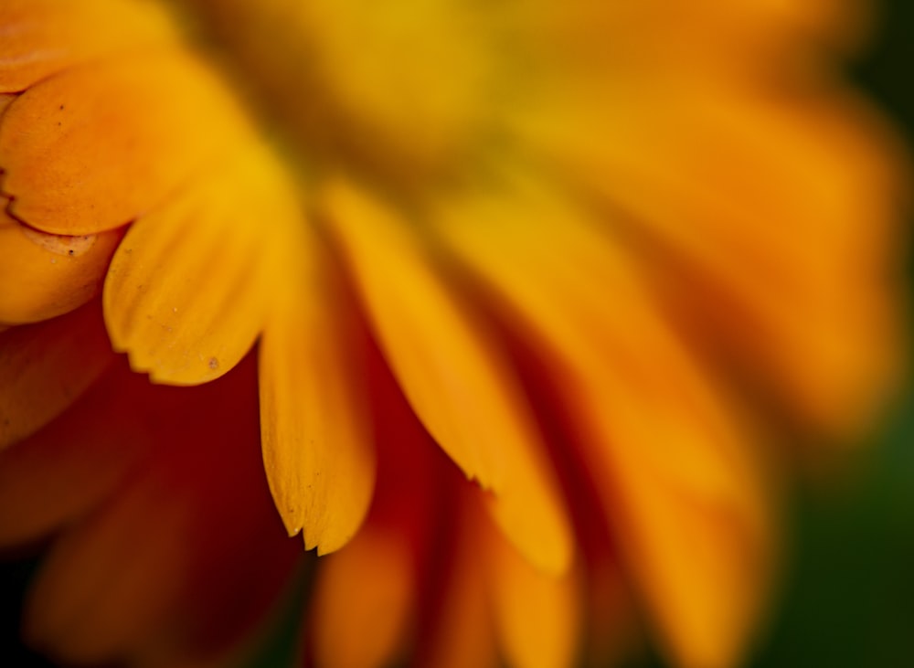 yellow flower in macro lens