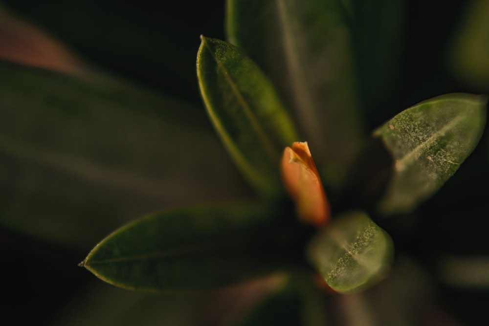 water droplets on green leaves