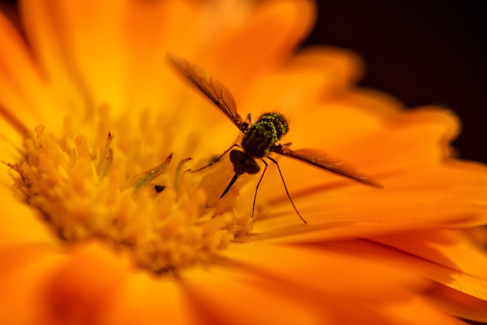 black and yellow bee on yellow flower