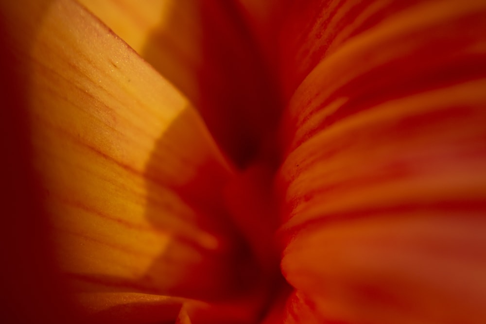 Gelbe und rote Blume in Nahaufnahmen