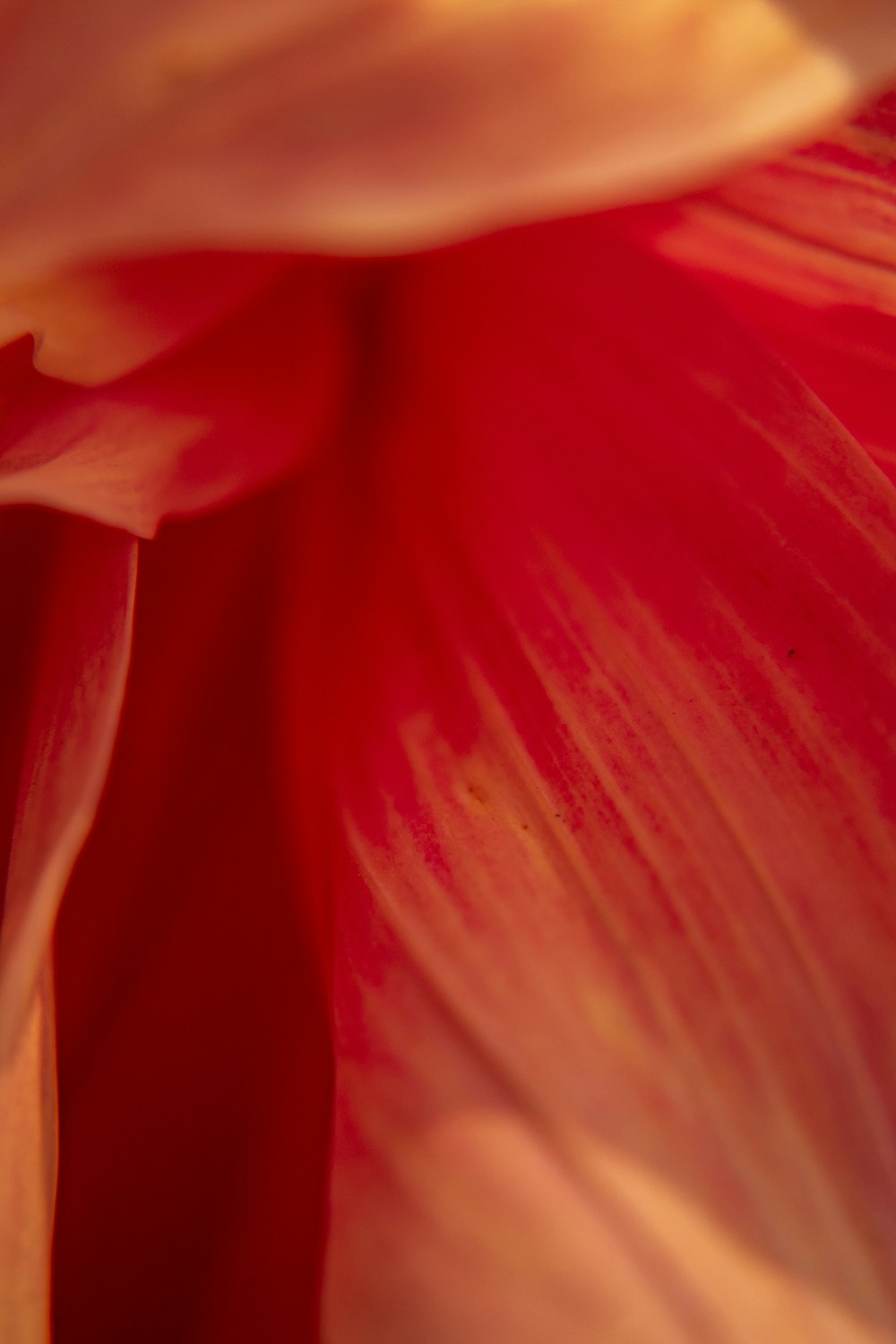 red flower in macro shot