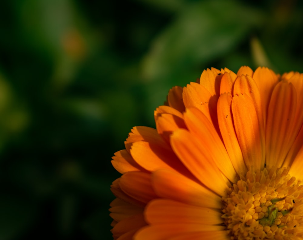 yellow flower in tilt shift lens