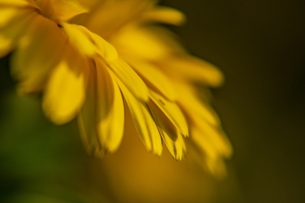 yellow flower in tilt shift lens