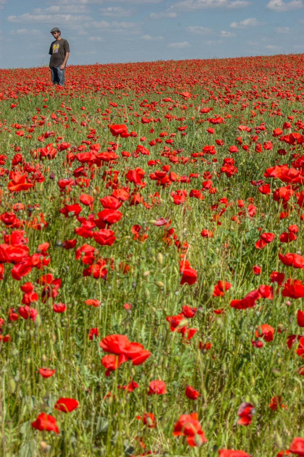 red flower field during daytime