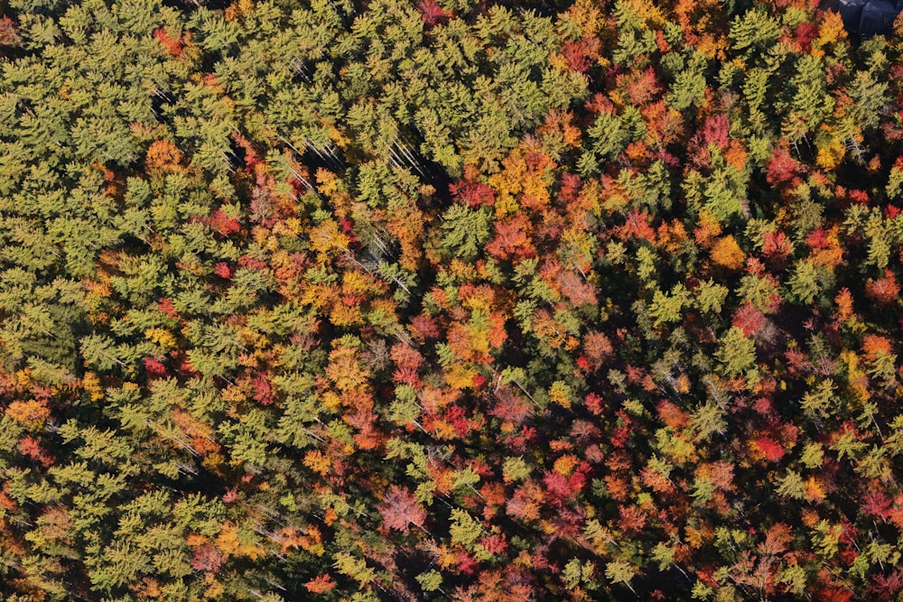 red and yellow maple leaves