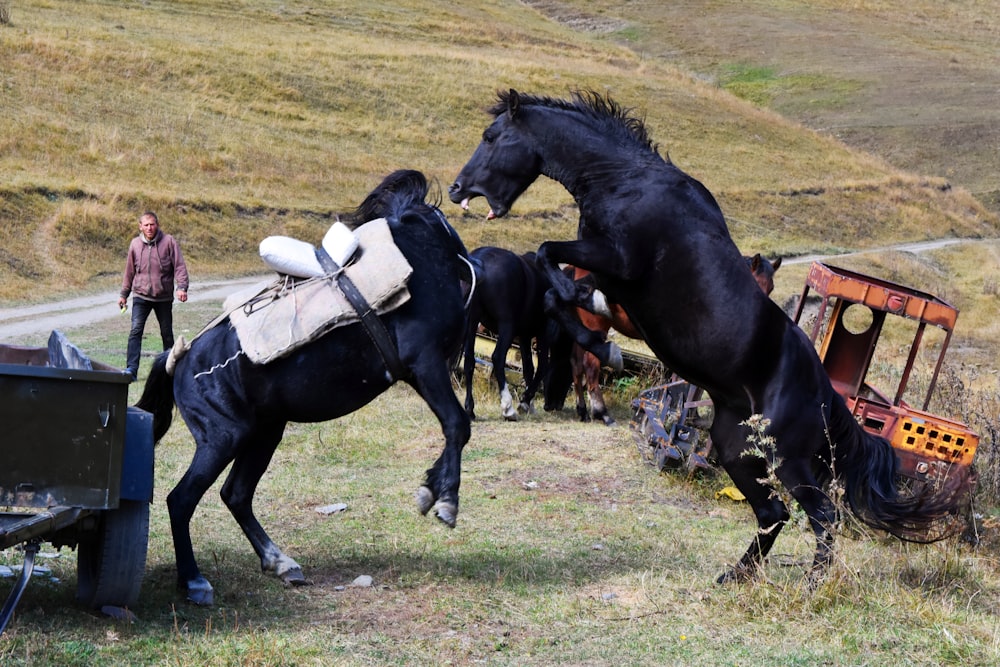 man in white shirt riding black horse during daytime