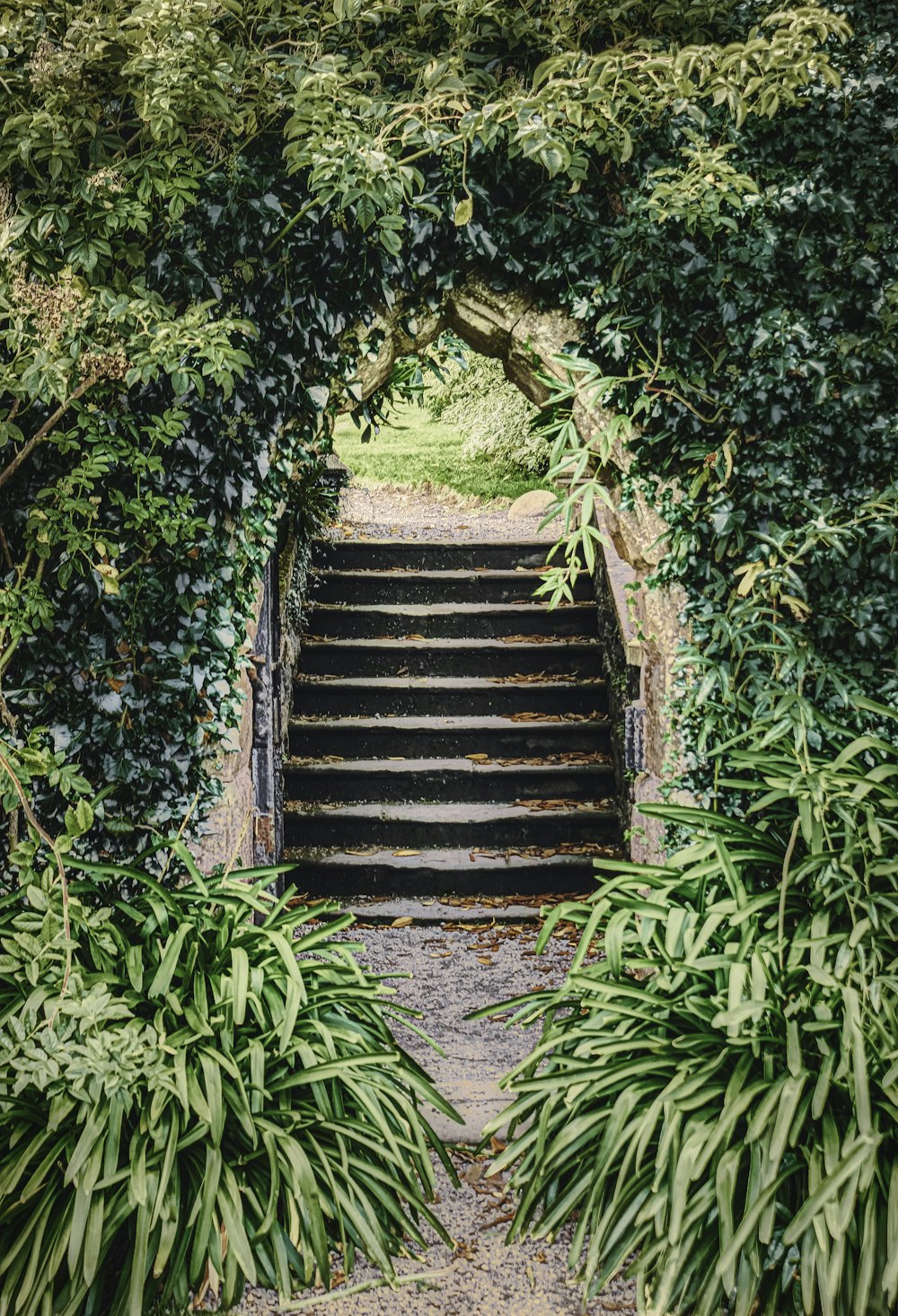 um conjunto de escadas cercadas por árvores e plantas