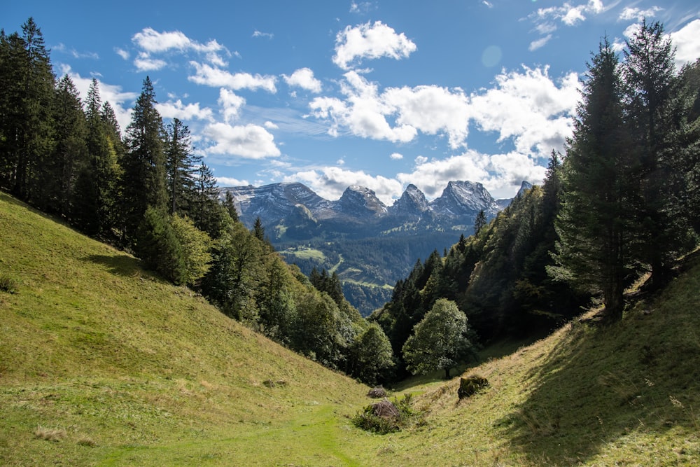 green grass field and green trees under blue sky and white clouds during daytime