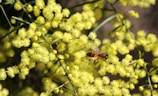 A bee is perched on vibrant yellow mimosa flowers, surrounded by numerous small, fluffy blossoms. The background is a blur of similar flowers and a few leaves, creating a rich, natural setting.