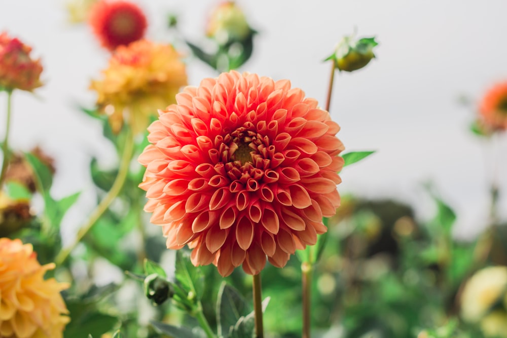 red flower in tilt shift lens