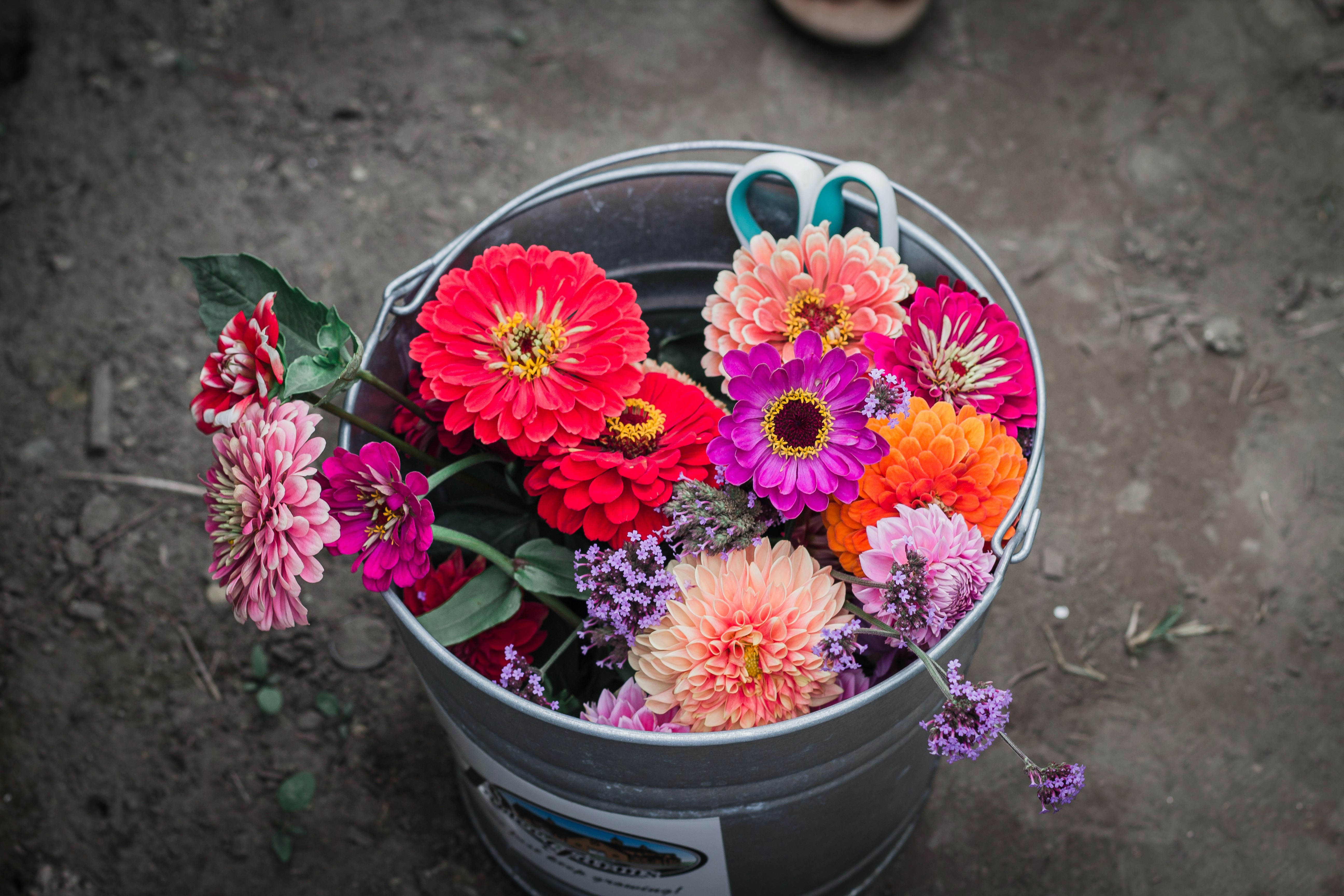 colorful Delilah flower