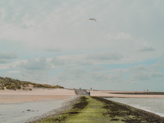 people walking on beach during daytime in Cadzand Netherlands