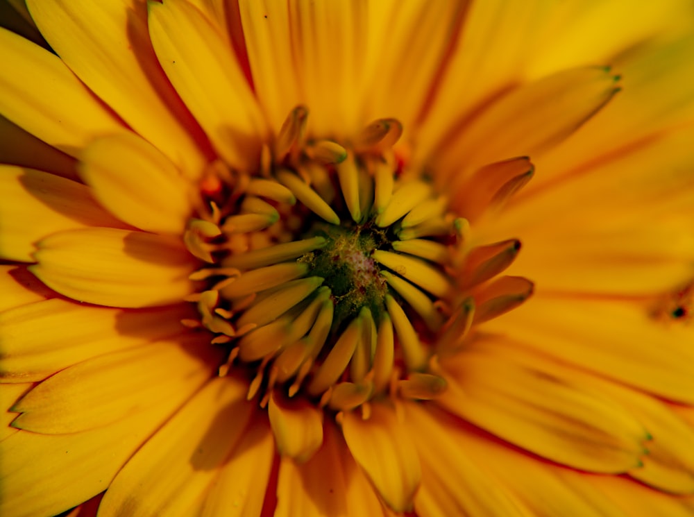 yellow and red flower in bloom