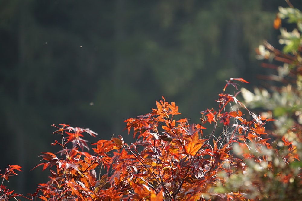 red leaves in tilt shift lens