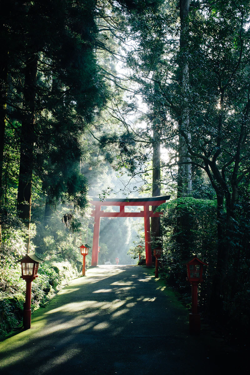 Sea of maple trees at Tofuku-ji Temple