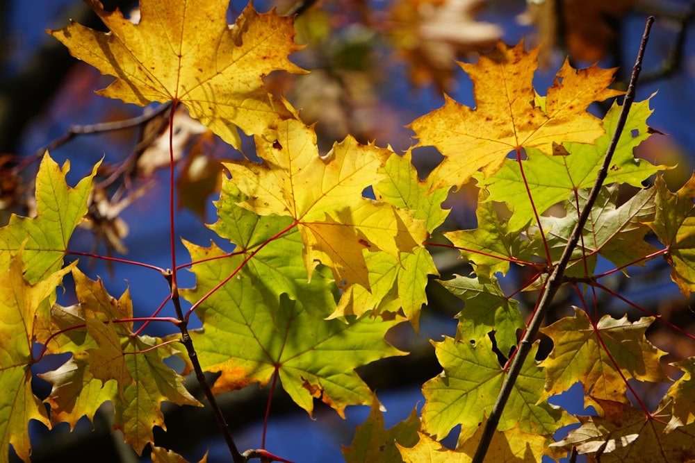 yellow maple leaf on green grass