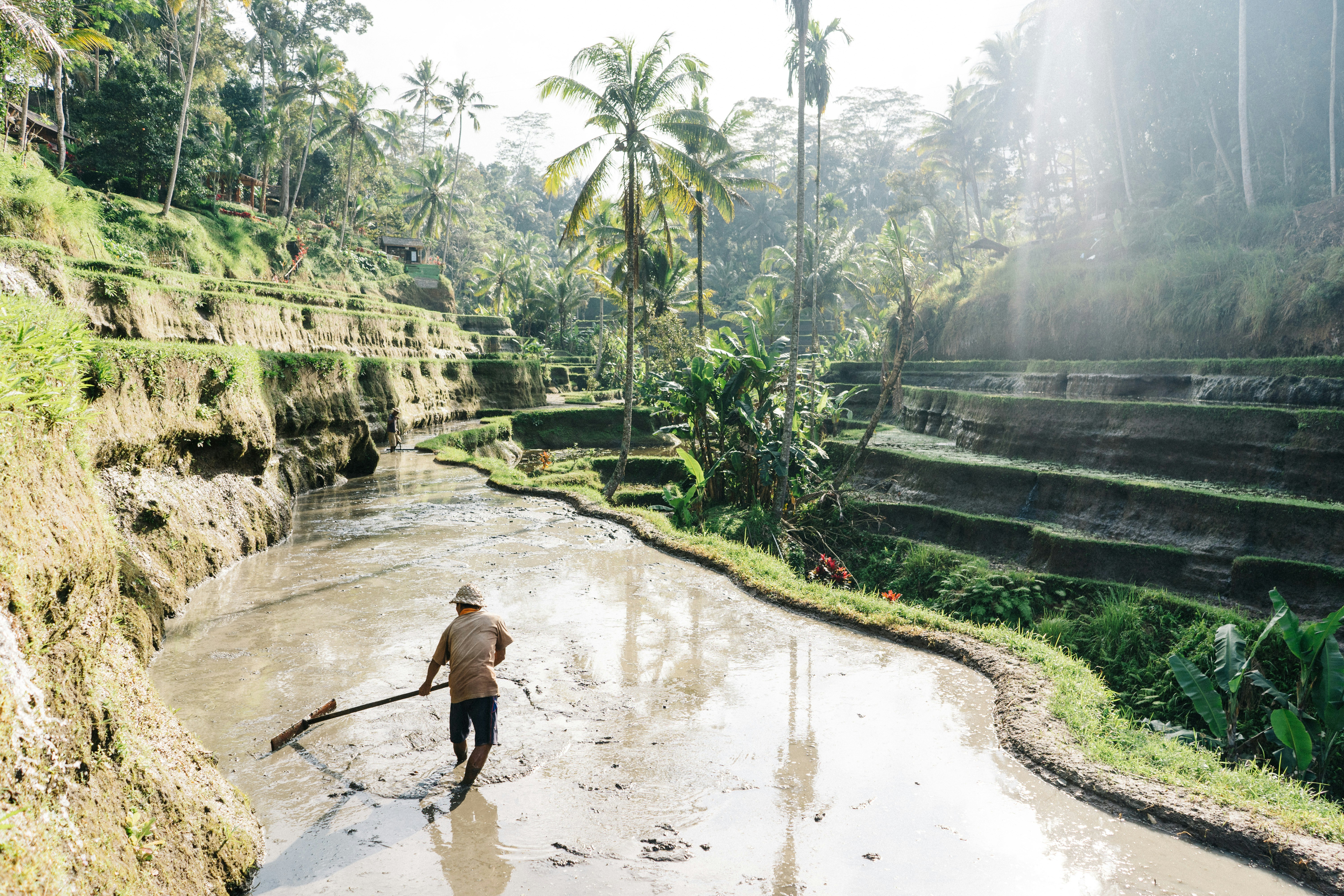 A Balinese farmer working in the rice terraces, surrounded by lush greenery and palm trees in the bright daylight
