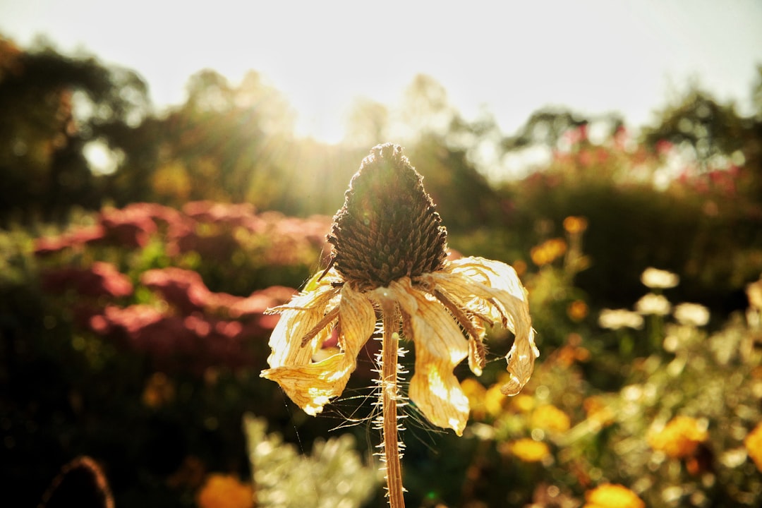 yellow flower in tilt shift lens