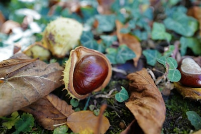 brown dried leaves on ground chestnuts google meet background