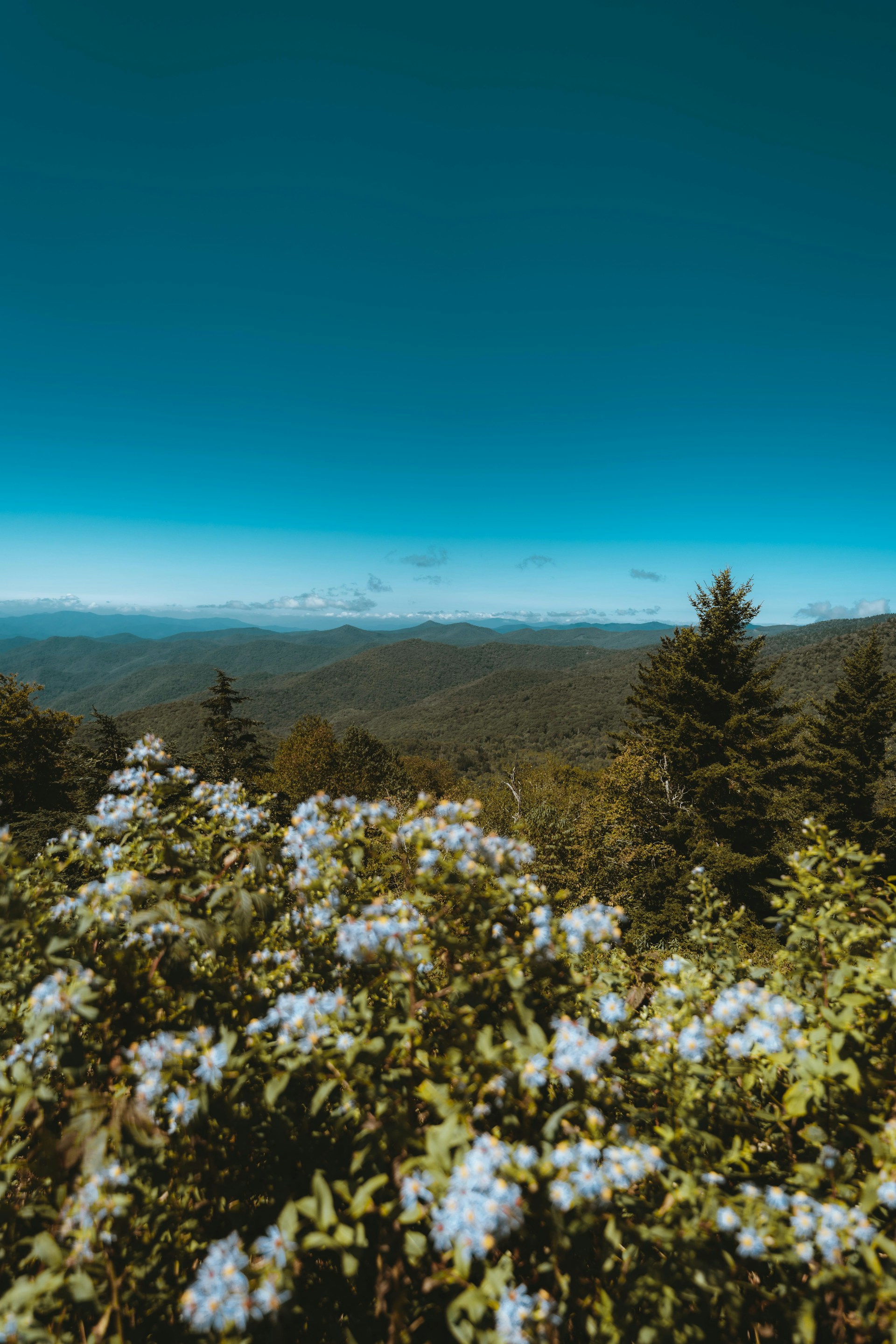 A scenic view of a peaceful countryside with blooming flowers and a clear blue sky.