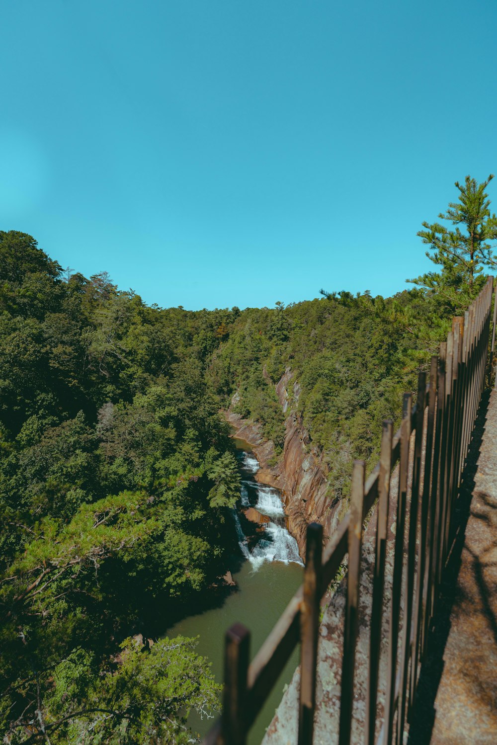 green trees beside river under blue sky during daytime