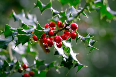 red round fruits on green leaves holly teams background