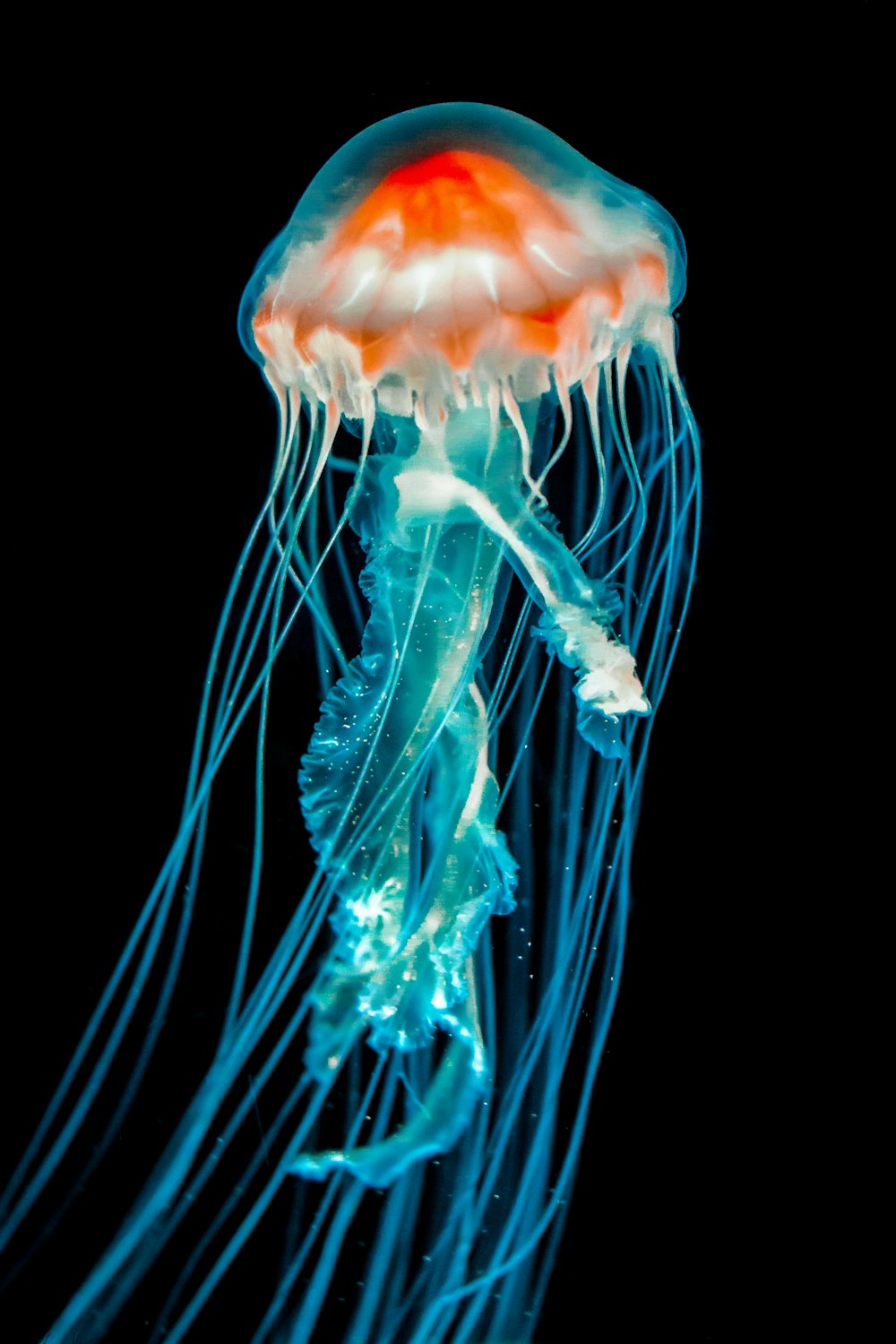 blue jellyfish in white background