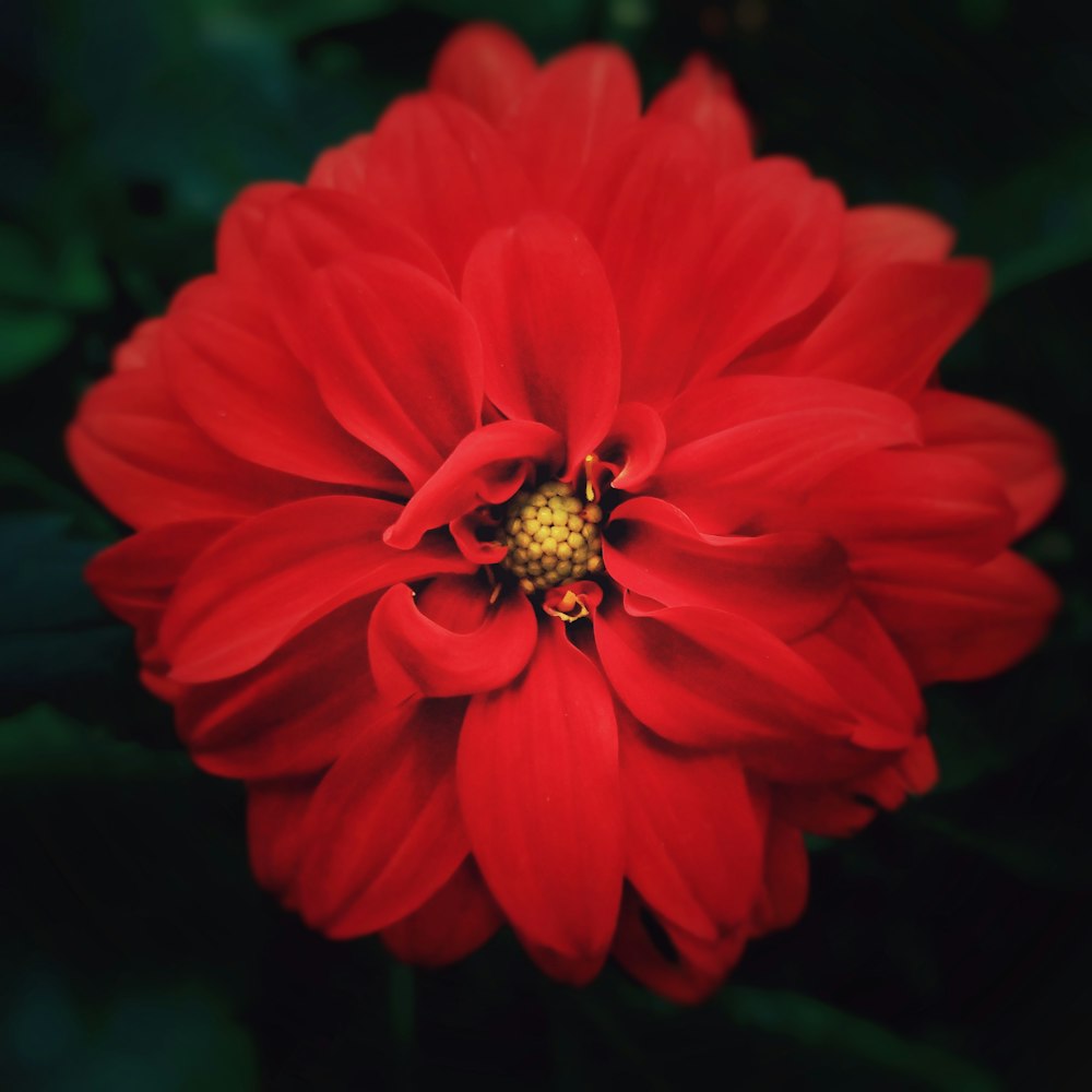 flor roja con mariquita negra y amarilla