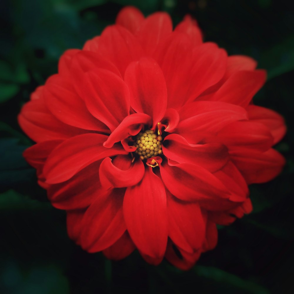 red flower with black and yellow ladybug