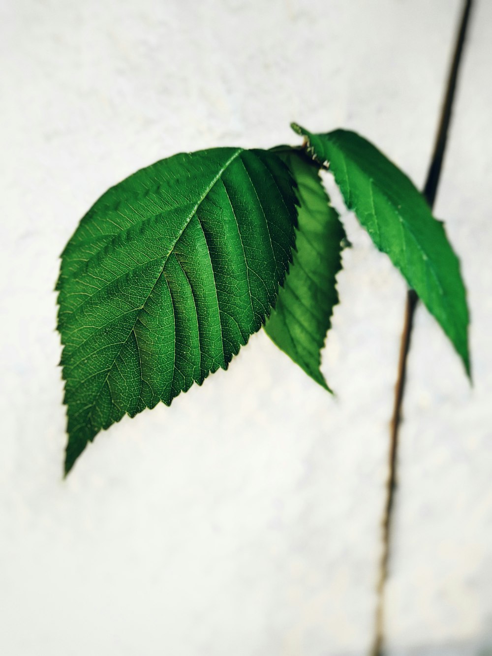 green leaf on white surface