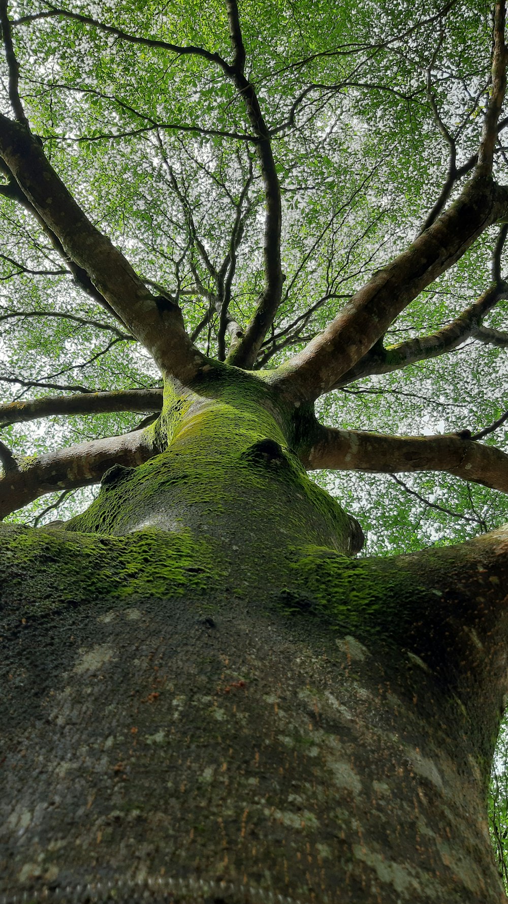 green moss on tree trunk