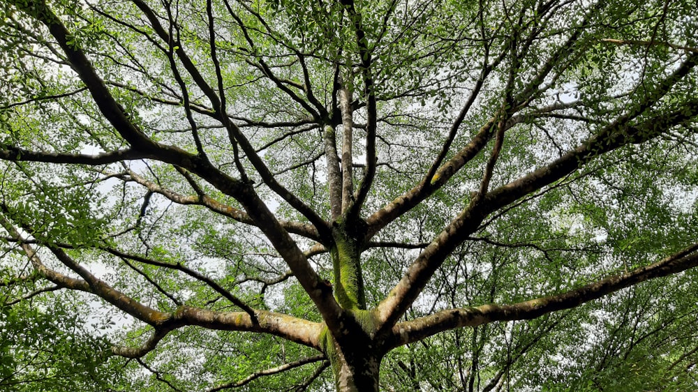 green tree under white sky during daytime