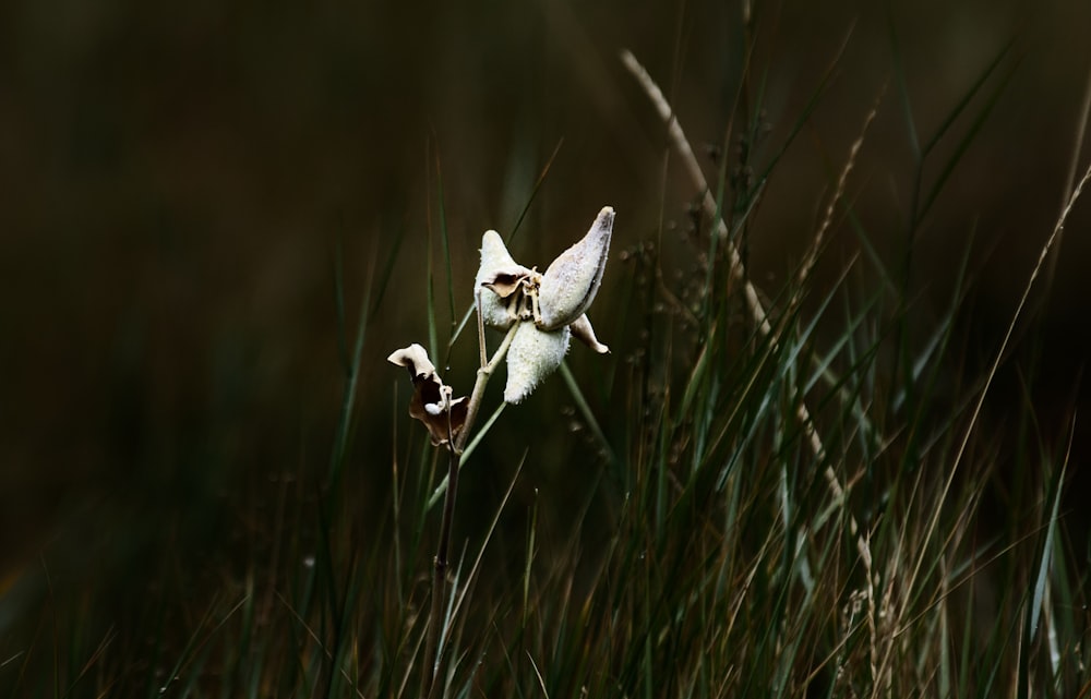 a small white flower is in the tall grass