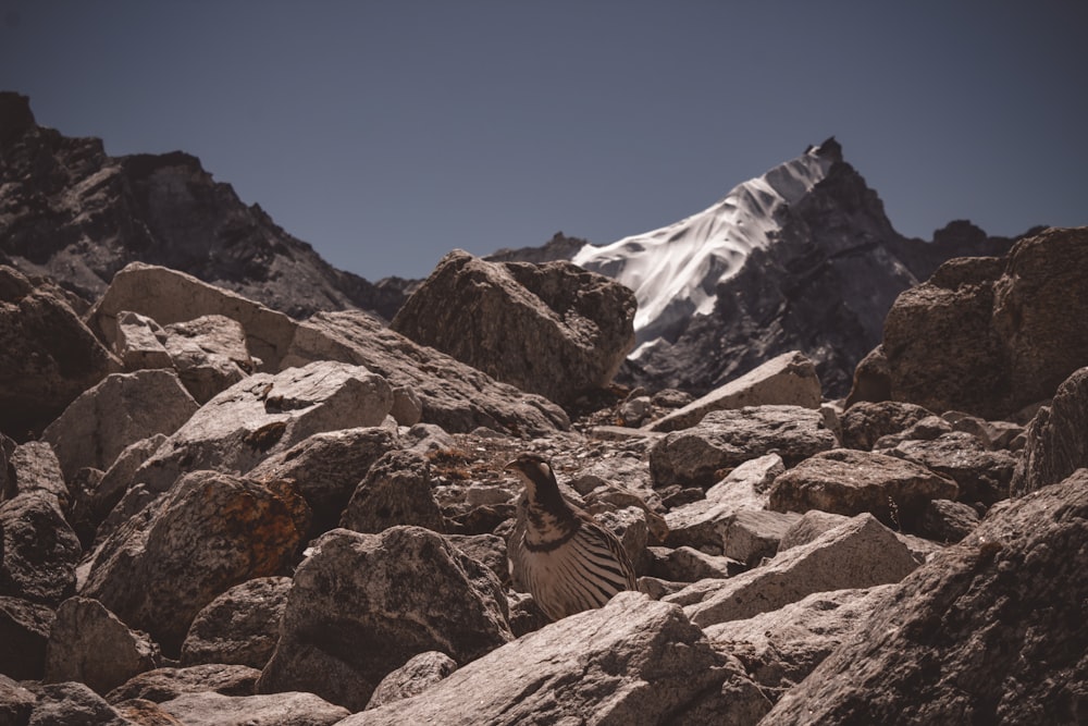 brown bird on brown rock near snow covered mountain during daytime