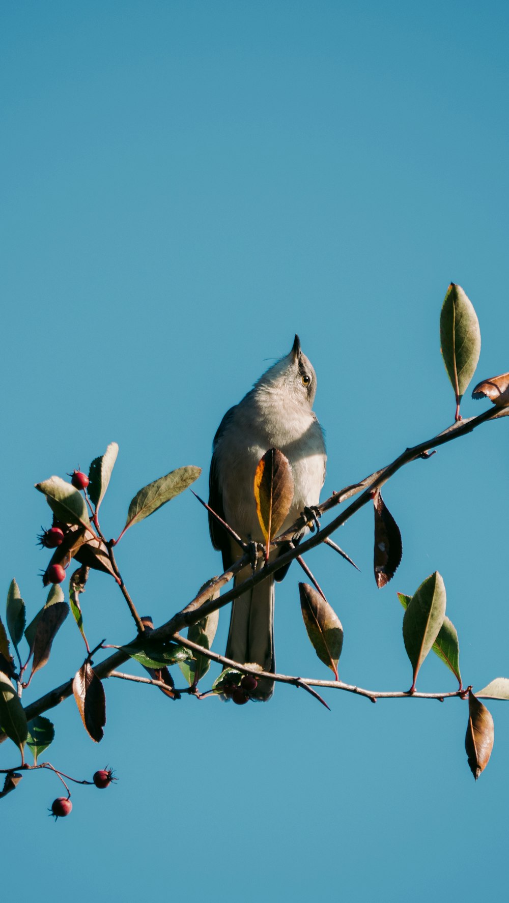 昼間の木の枝にとまる灰色と白の鳥