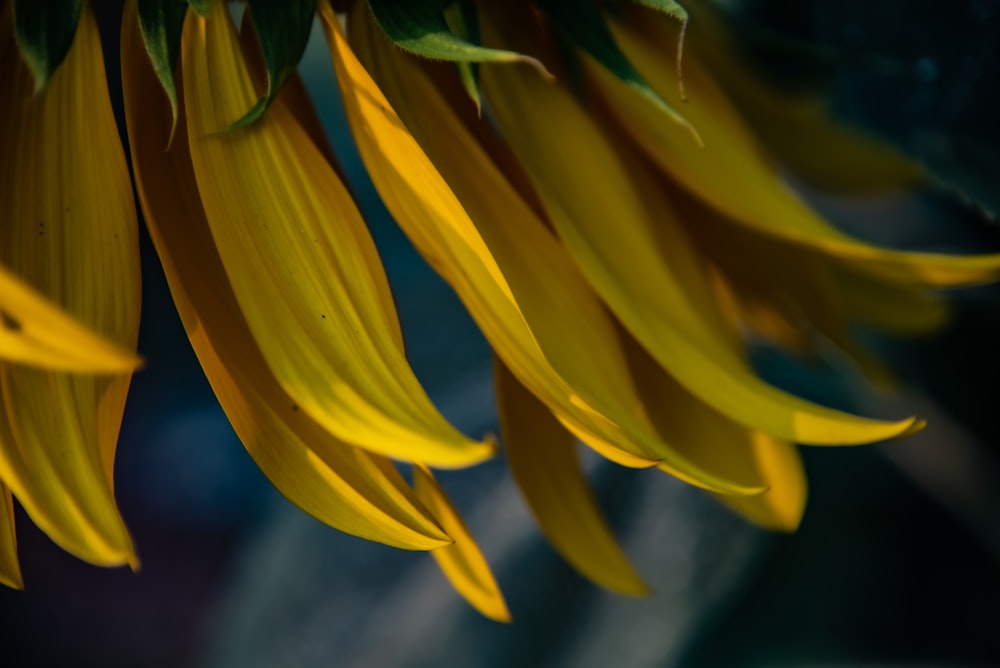 yellow flower in macro lens