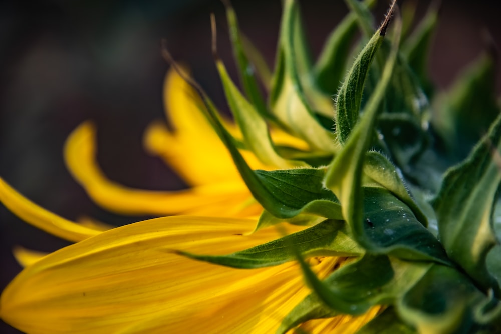 yellow flower in macro lens