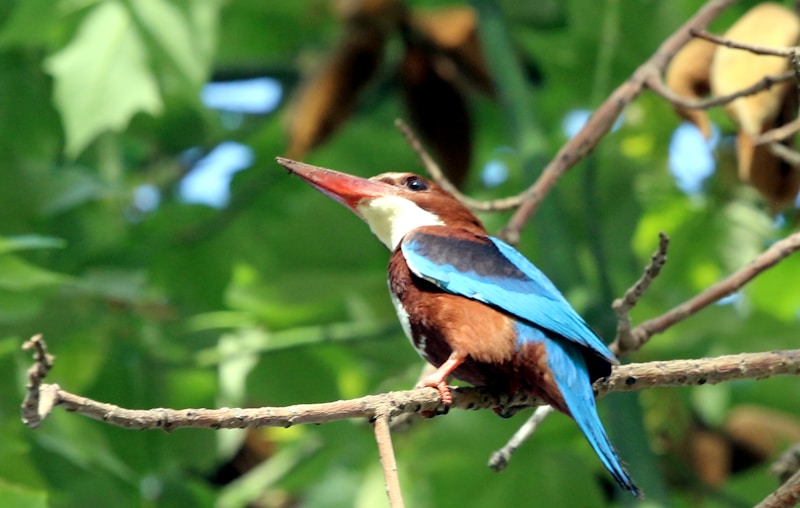A vibrantly colored kingfisher perches on a thin branch, surrounded by lush green foliage. The bird has a striking blue back, wings, and tail, with a contrasting brown head and body. Its long, pointed red bill is prominent against its white throat and chest.